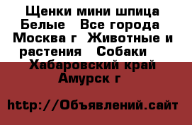 Щенки мини шпица Белые - Все города, Москва г. Животные и растения » Собаки   . Хабаровский край,Амурск г.